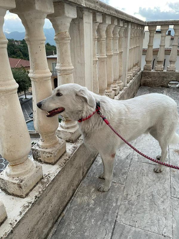 IL DOLCISSIMO CESARE Foto 2